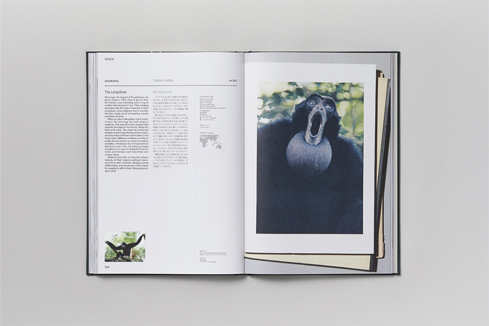 文学・小説 Act of Love: A Visual Dictionary of Anim Act of Love / Book